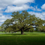 Southern Live Oak