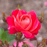 Bloomables Brick House Pink Rose