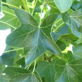 Round-Lobed Sweetgum