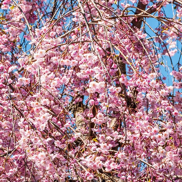 Weeping Pink Infusion&trade; Cherry Tree