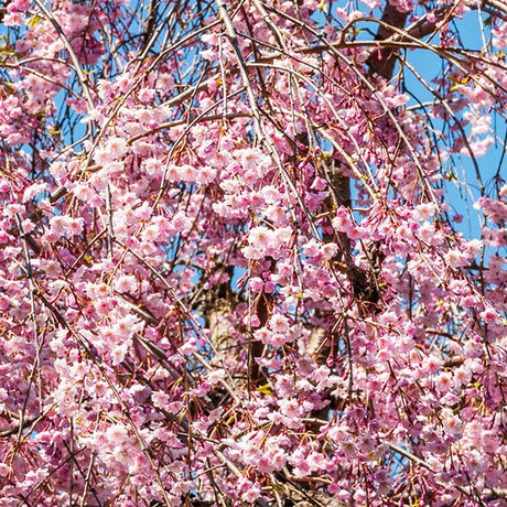 Weeping Pink Infusion&trade; Cherry Tree