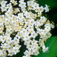 Blackhaw Viburnum