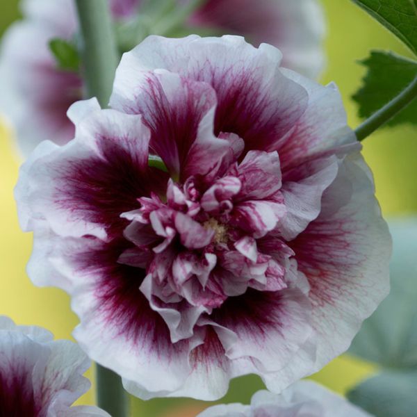 Creme de Cassis Hollyhocks