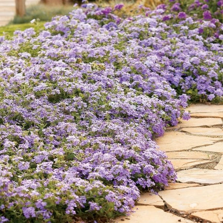 Superbena&reg; Large Lilac Blue Verbena