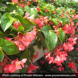 Dragon Wing&reg; Pink Begonia