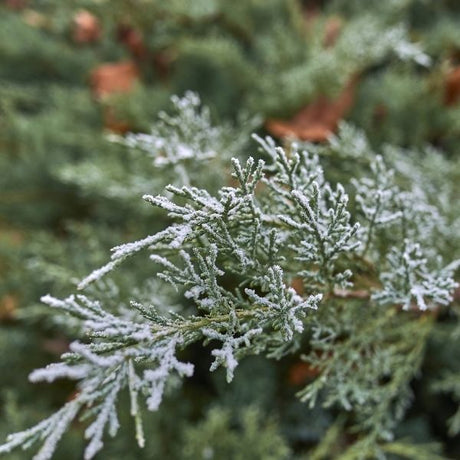 Moonglow Juniper