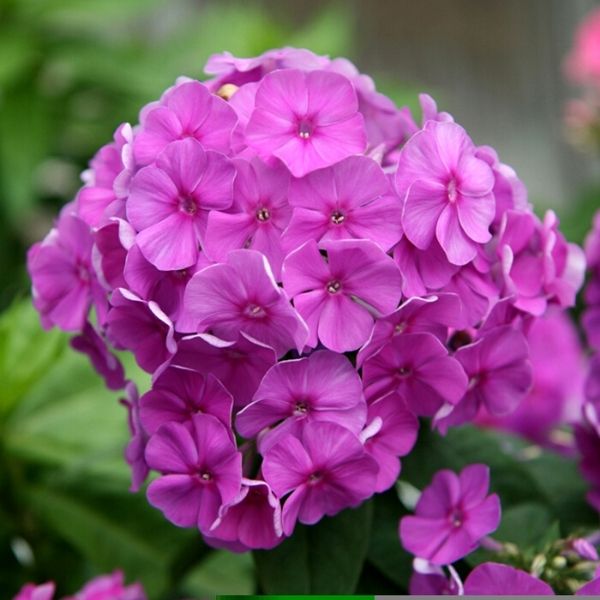 Purple FLAME&trade; Phlox