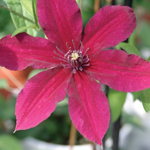 Ruutel Clematis