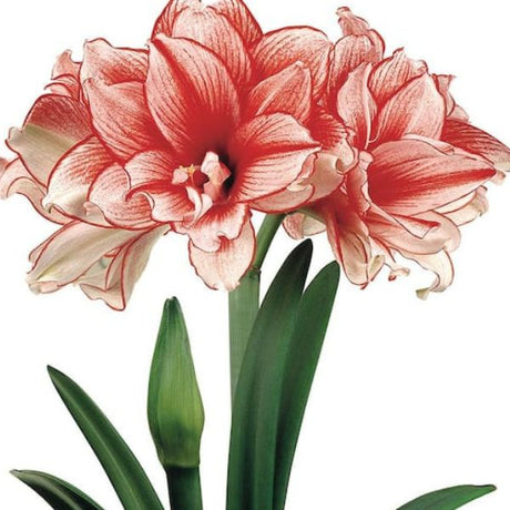 African Joker® Amaryllis - Bulbs - Nature Hills Nursery - 1 Pack Bulb - 