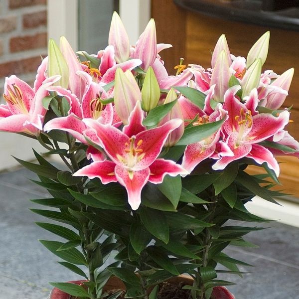 After Eight Dwarf Oriental Lily - Nature Hills Nursery - #1 Container - 