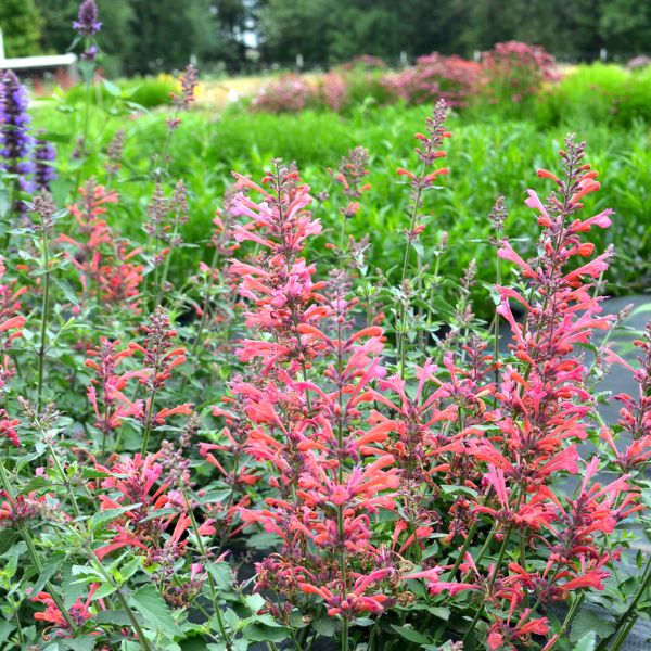 Kudos&trade; Coral Hyssop