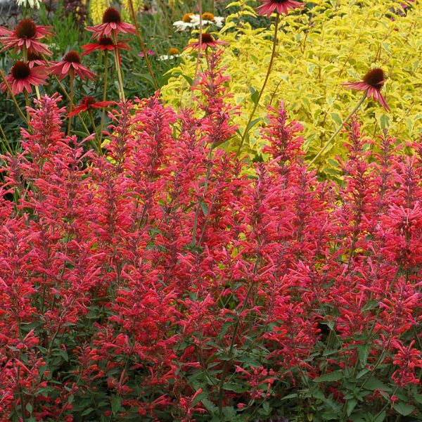 Kudos&trade; Coral Hyssop