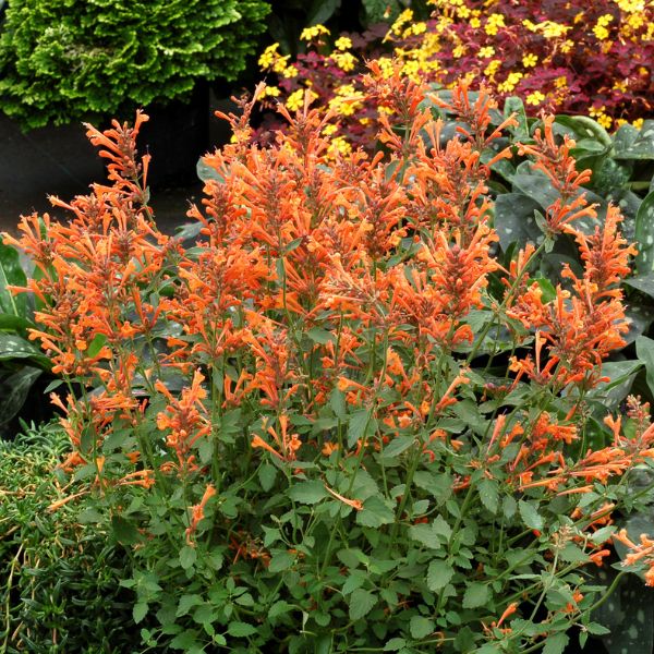 Kudos&trade; Mandarin Hyssop