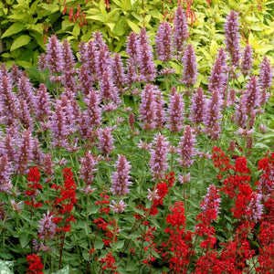 Kudos™ Silver Blue Hyssop