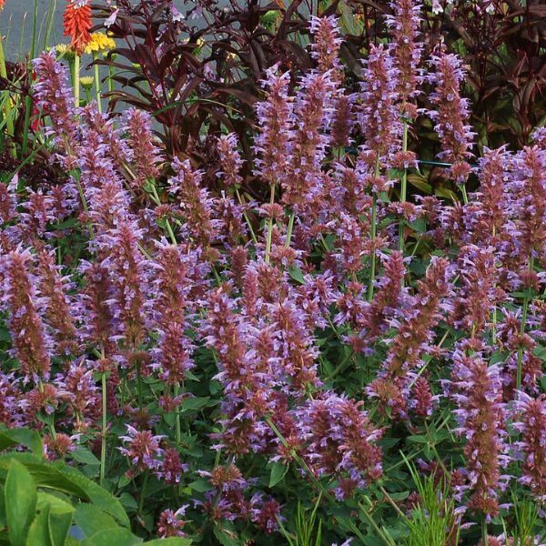 Kudos&trade; Silver Blue Hyssop