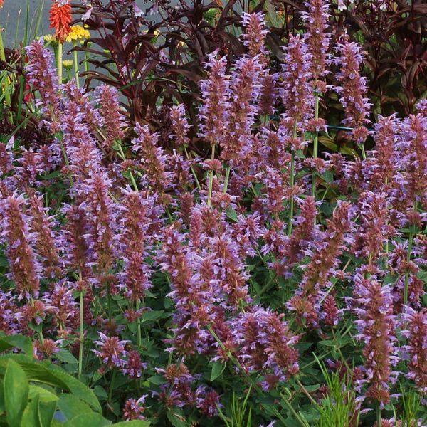 Kudos™ Silver Blue Hyssop