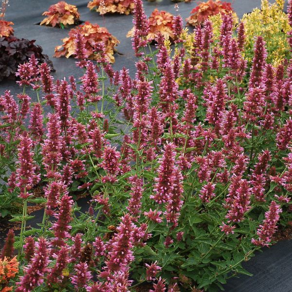 POQUITO&trade; Lavender Hyssop