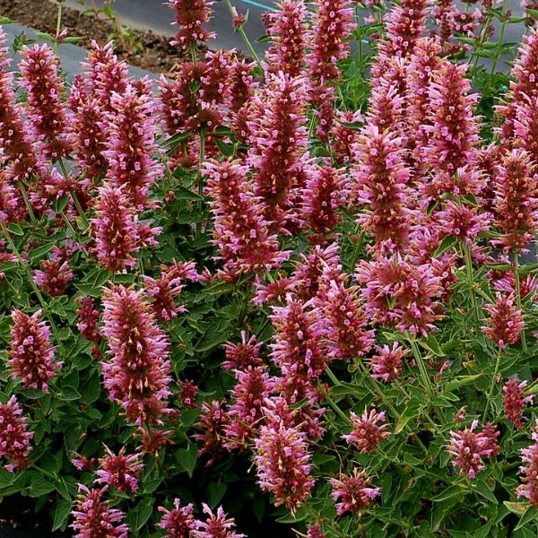 POQUITO&trade; Lavender Hyssop