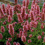 POQUITO&trade; Lavender Hyssop