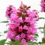 POQUITO&trade; Lavender Hyssop