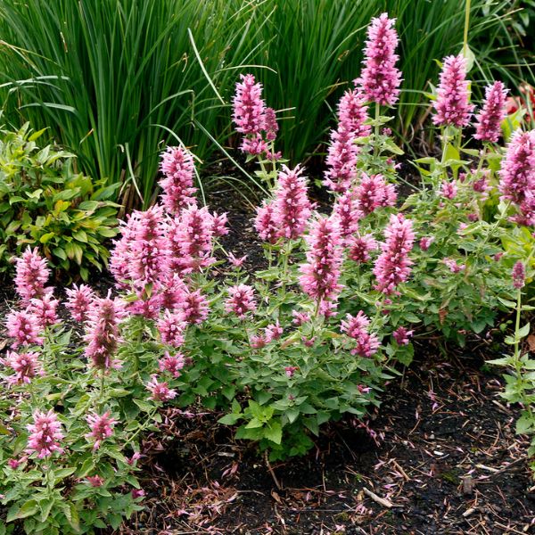 POQUITO&trade; Lavender Hyssop