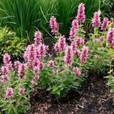 POQUITO&trade; Lavender Hyssop