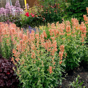 POQUITO™ Orange Hyssop