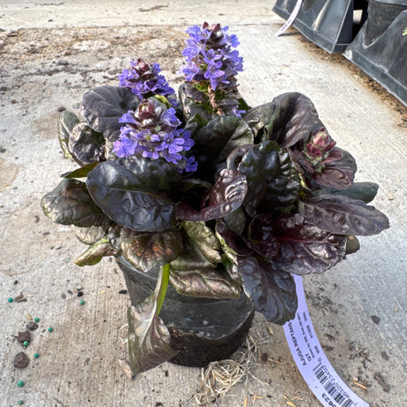 Ajuga Black Scallop plant in a nursery pot showcasing its dark, scall