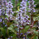 Plants Under $30