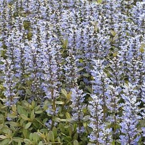 Close-up of blue, purple ajuga flowers on Chocolate Chip Ajuga blooming in late spring to early summer to late summer.