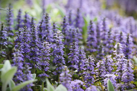 Chocolate chip ajuga displays dense spikes of violet-blue flowers rising above dark foliage in a naturalized garden setting.