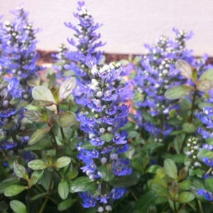 Chocolate Chip Ajuga (Ajuga reptans 'Valfredda'), a perennial featuring blue, purple flowers and perennial.