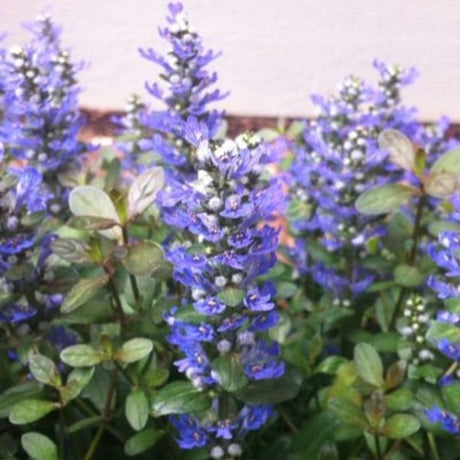 Chocolate Chip Ajuga (Ajuga reptans 'Valfredda'), a perennial featuring blue, purple flowers and perennial.