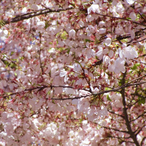 Akebono Yoshino Flowering Cherry Tree - Nature Hills Nursery - #3 Container 4 - 5 Feet - 