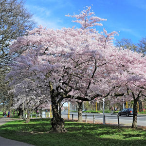 Akebono Yoshino Flowering Cherry Tree - Nature Hills Nursery - #3 Container 4 - 5 Feet - 