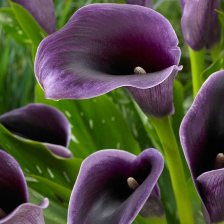 Akela Calla Lily - Perennial - Nature Hills Nursery - 5 Pack Bulbs - 