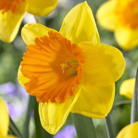 Akita Daffodil - Bulbs - Nature Hills Nursery - 