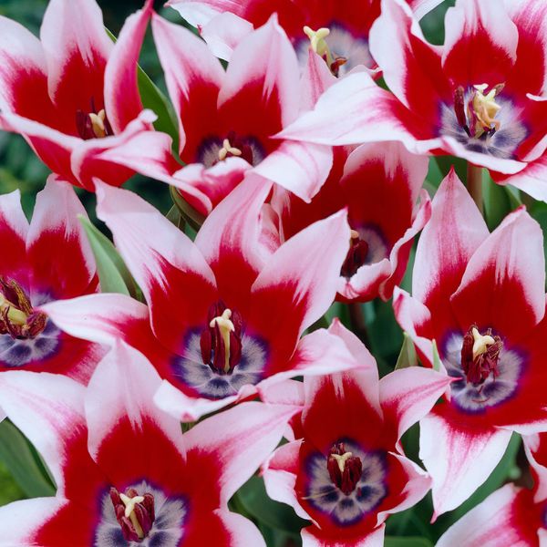 Akita Tulip - Nature Hills Nursery - 12 Pack Bulbs - 