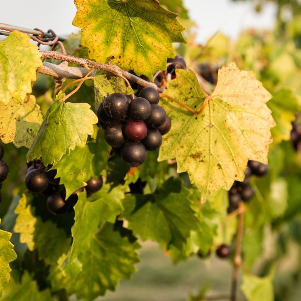 Alachua Muscadine Grape - Nature Hills Nursery - Quart Container - 