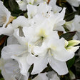 Alaska Azalea - Nature Hills Nursery - #5 Container - 