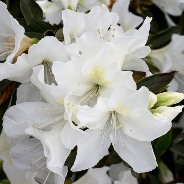 Alaska Azalea - Nature Hills Nursery - #5 Container - 