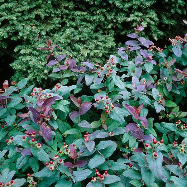 Albury Purple St. Johns Wort - Nature Hills Nursery - #2 Container - 