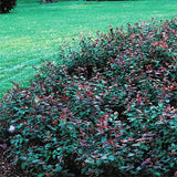 Albury Purple St. Johns Wort - Nature Hills Nursery - #2 Container - 