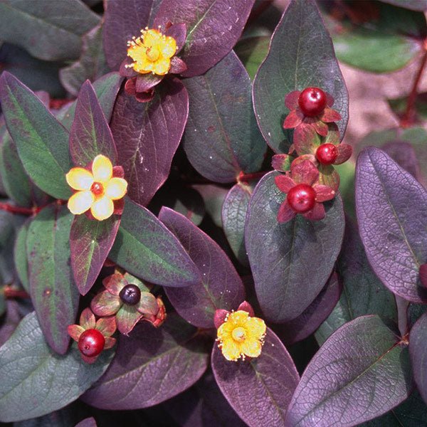 Flowering St. John's Wort Plants | Nature Hills Nursery