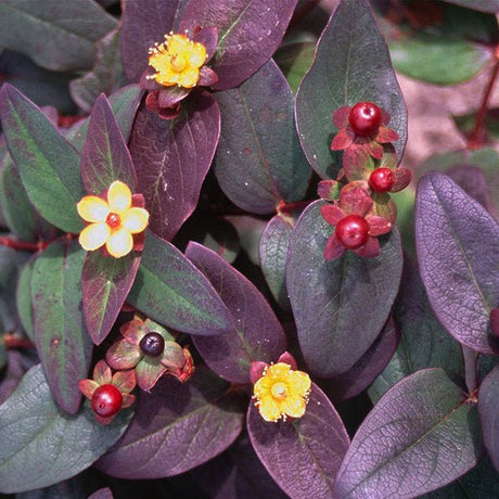 Close-up of yellow hypericum flowers on Albury Purple St. Johns Wort blooming in early summer to late summer to early fall.