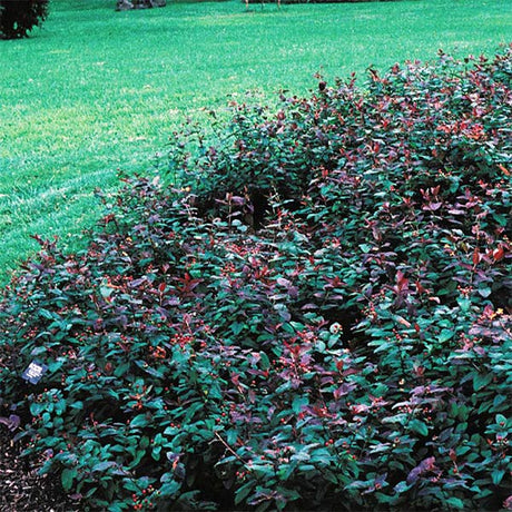Deciduous foliage of Albury Purple St. Johns Wort (Hypericum x 'Albury Purple') in a garden setting.