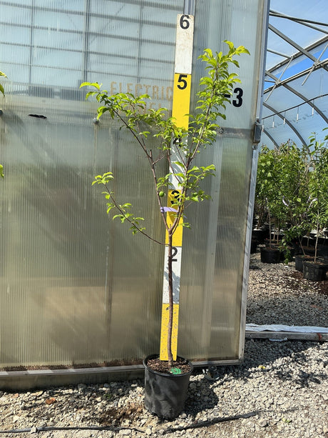 Alderman Plum (Prunus x 'Alderman') plant, crop photo - May 14, 2026