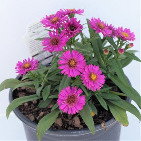 Alert Dwarf Aster - Nature Hills Nursery - #1 Container - 