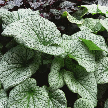 Alexanders Great Brunnera - Nature Hills Nursery - #1 Container - 
