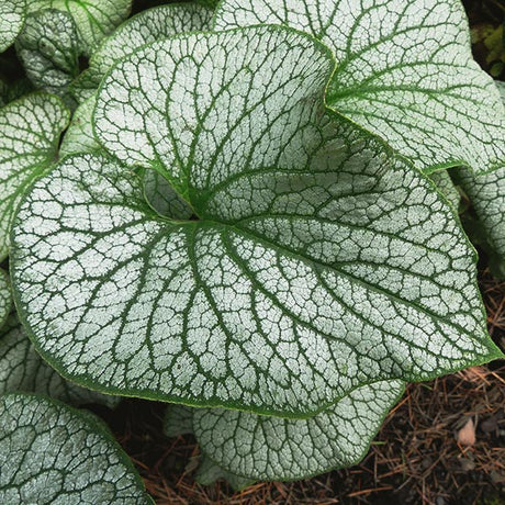 Alexanders Great Brunnera - Nature Hills Nursery - #1 Container - 